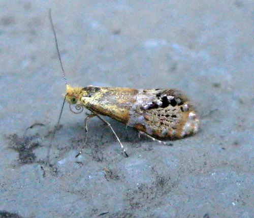 Riding's Fairy Moth - photo 6