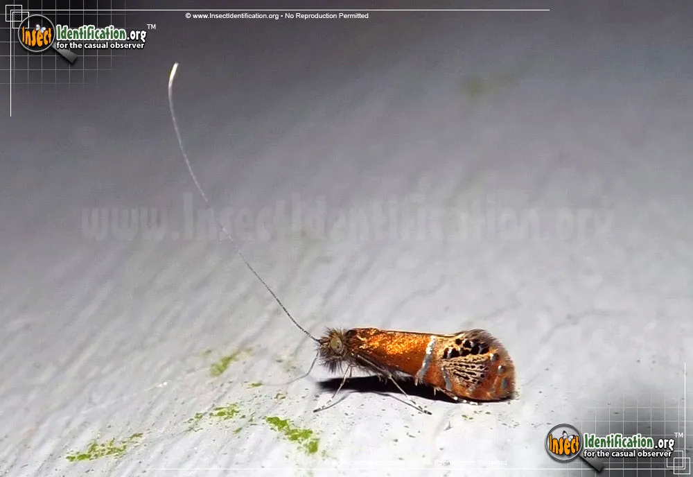 Riding's Fairy Moth - photo 7