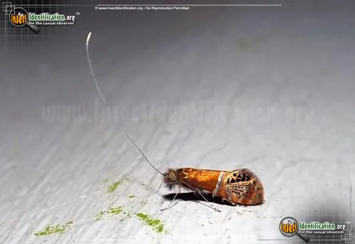 Riding's Fairy Moth - photo 8
