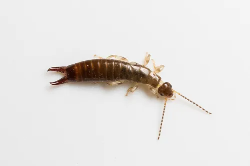 Ring-legged Earwig