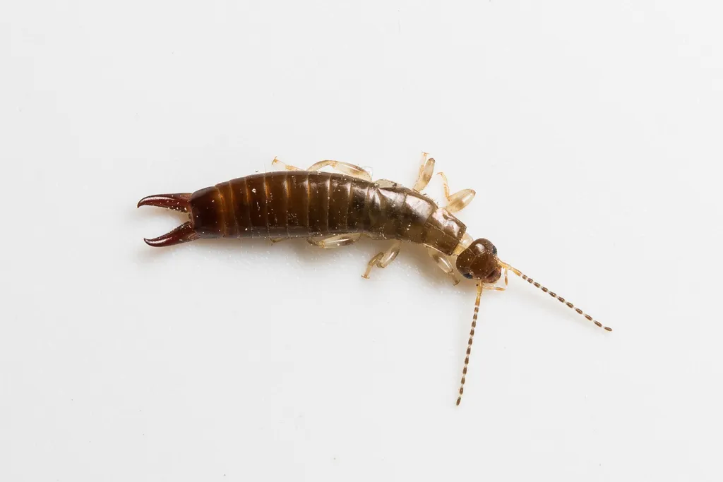 Ring-legged Earwig - photo 2