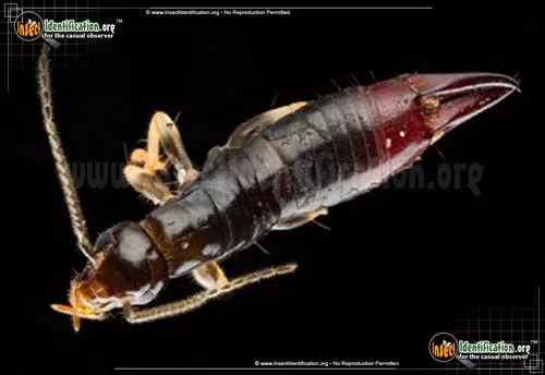 Ring-legged Earwig - photo 4
