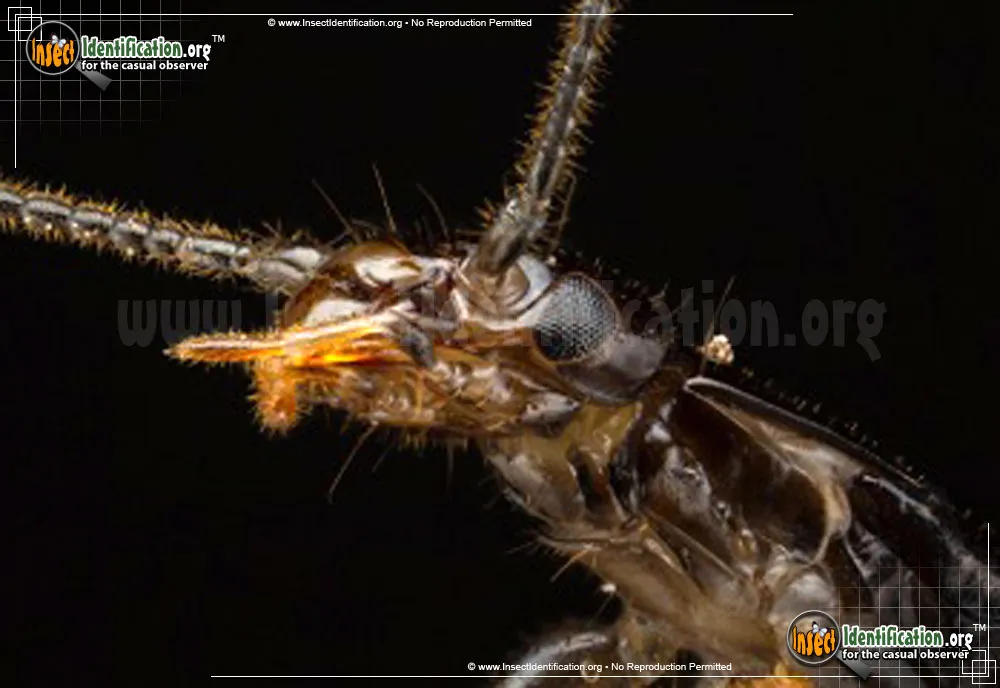Ring-legged Earwig - photo 5