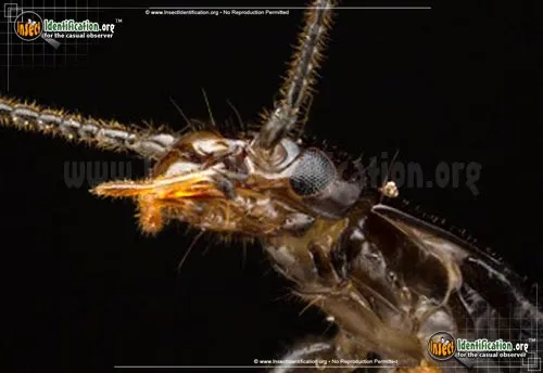 Ring-legged Earwig - photo 6