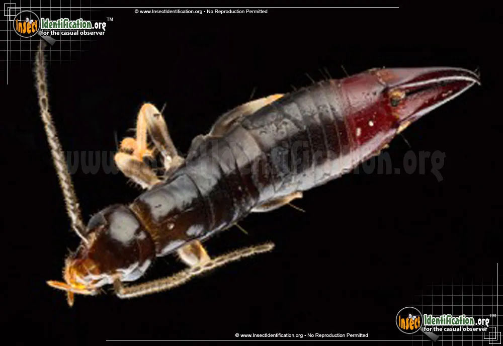 Ring-legged Earwig - photo 7