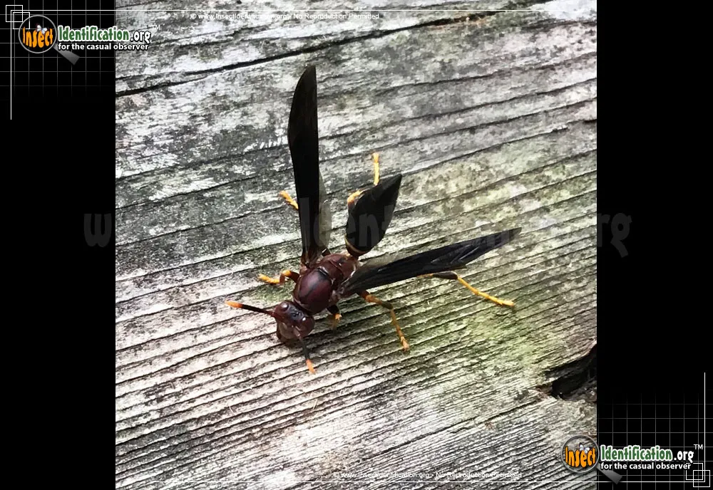 Ringed Paper Wasp