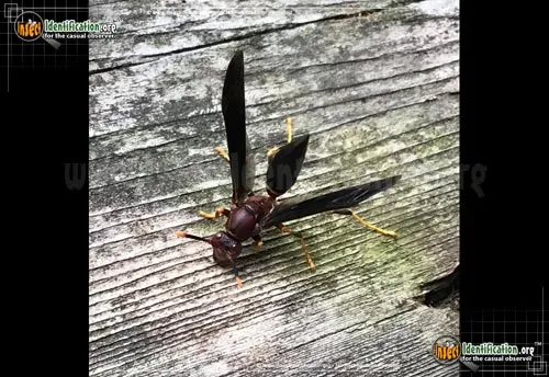 Ringed Paper Wasp - photo 2