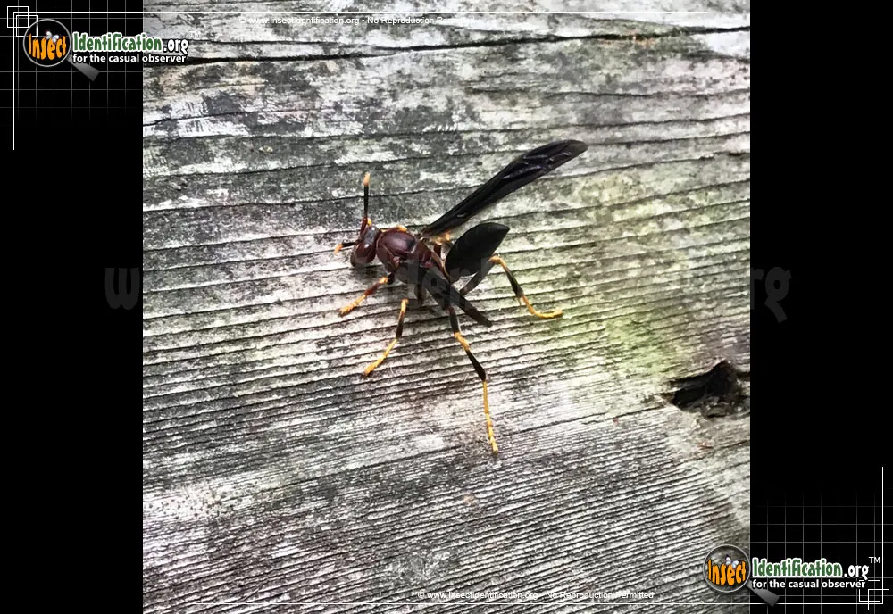 Ringed Paper Wasp - photo 3