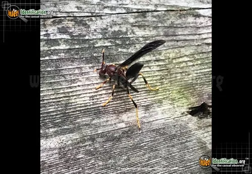 Ringed Paper Wasp - photo 4