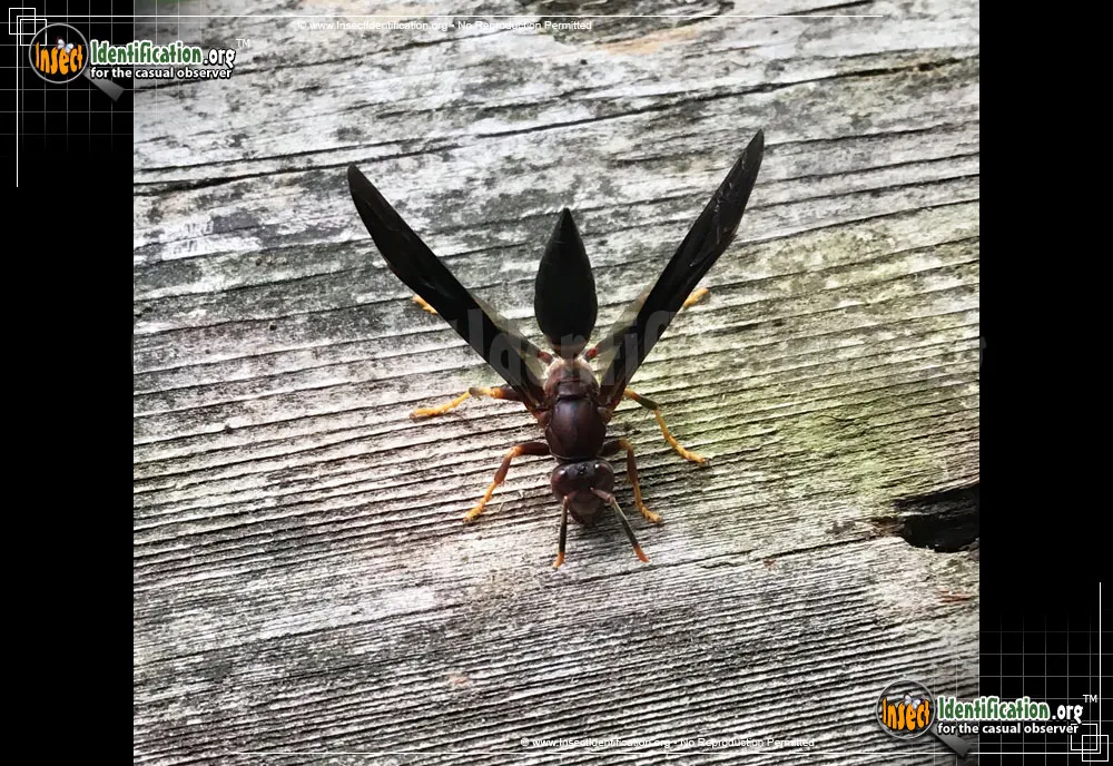 Ringed Paper Wasp - photo 5