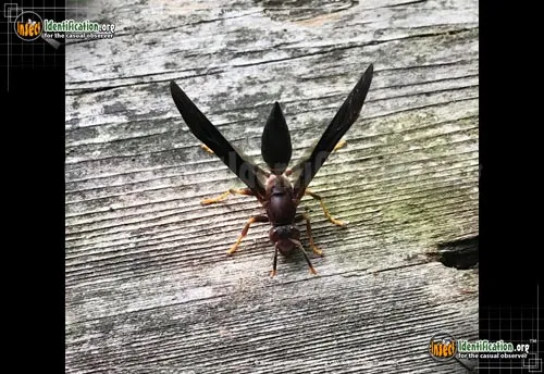 Ringed Paper Wasp - photo 6