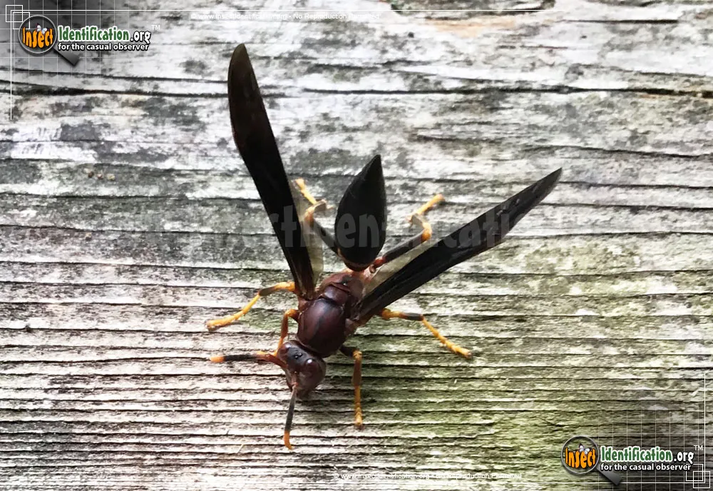 Ringed Paper Wasp - photo 7