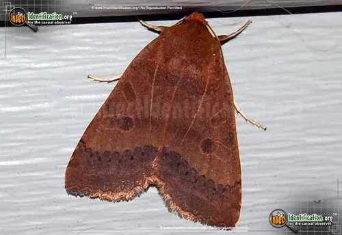 Roadside Sallow Moth - photo 2