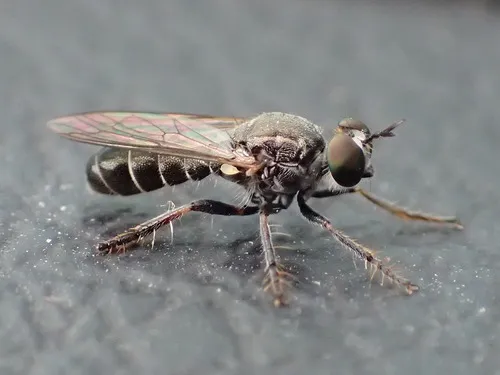Robber Fly -Atomosia sp.