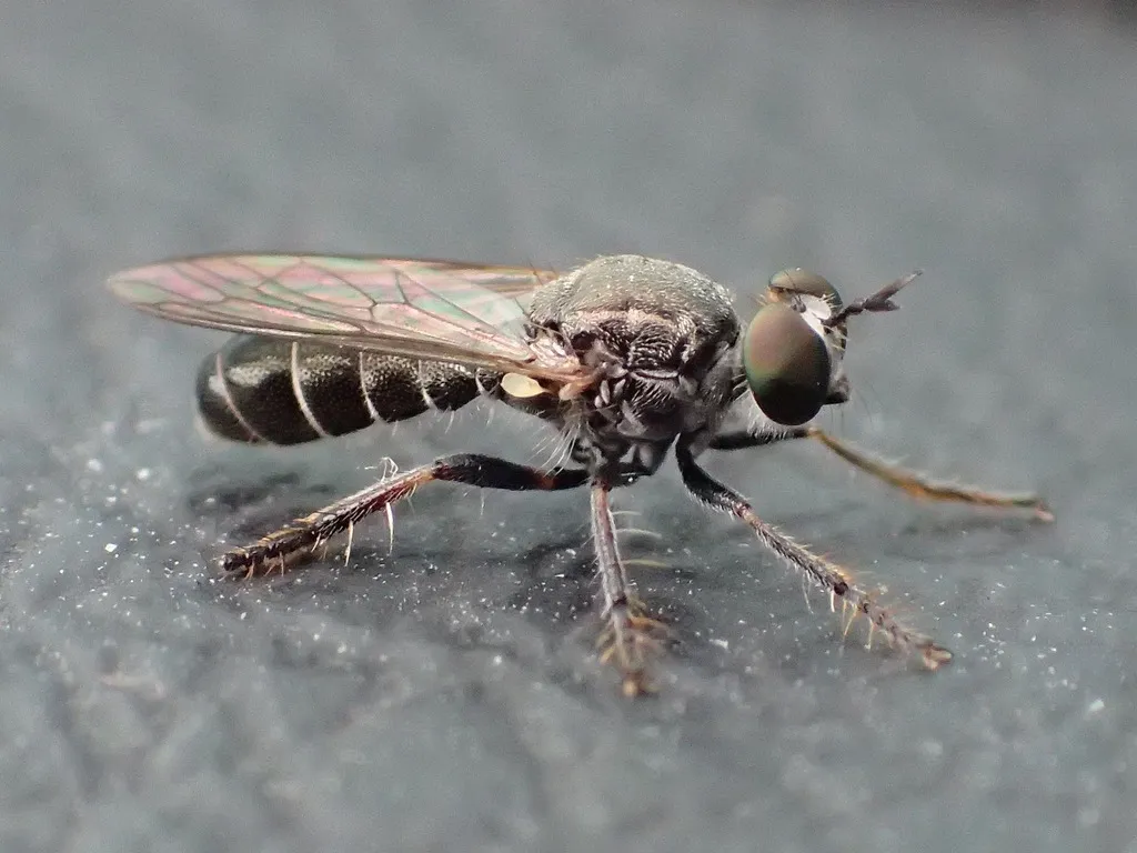 Robber Fly -Atomosia sp. - photo 2