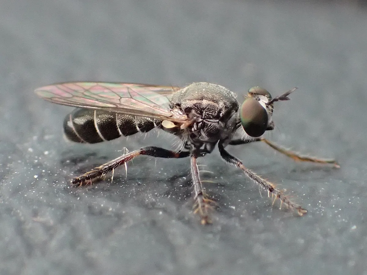Robber Fly -Atomosia sp. - photo 3