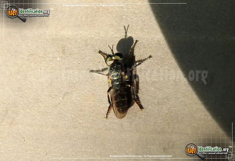 Robber Fly -Atomosia sp. - photo 4
