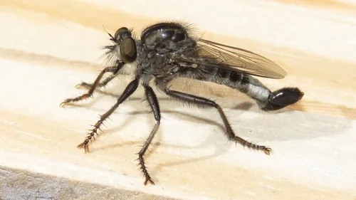 Robber Fly -E. aestuans - photo 2