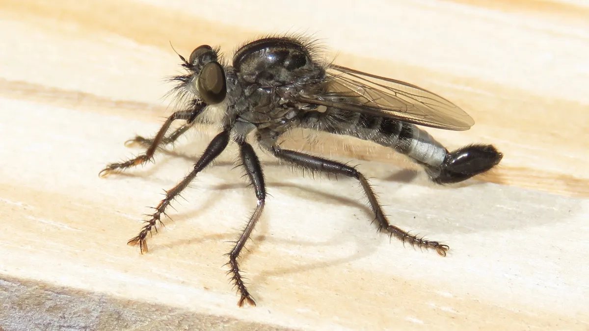 Robber Fly -E. aestuans - photo 4