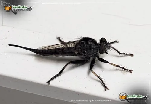 Robber Fly -E. aestuans - photo 5