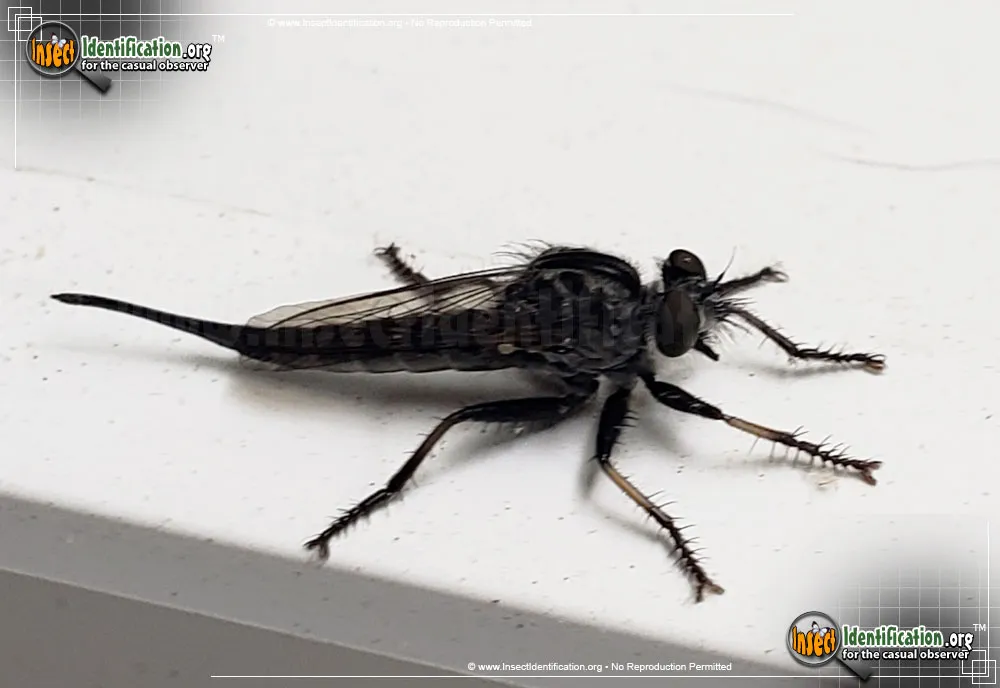 Robber Fly -E. aestuans - photo 8