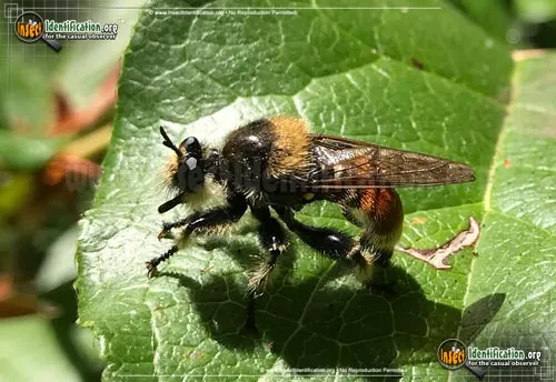 Robber Fly -L. fernaldi - photo 2