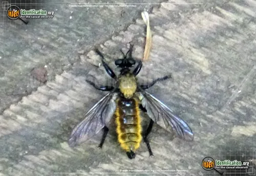 Robber Fly -L. sericea - photo 2