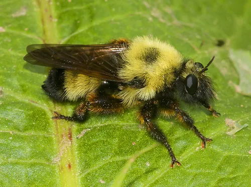 Robber Fly:L. thoracica
