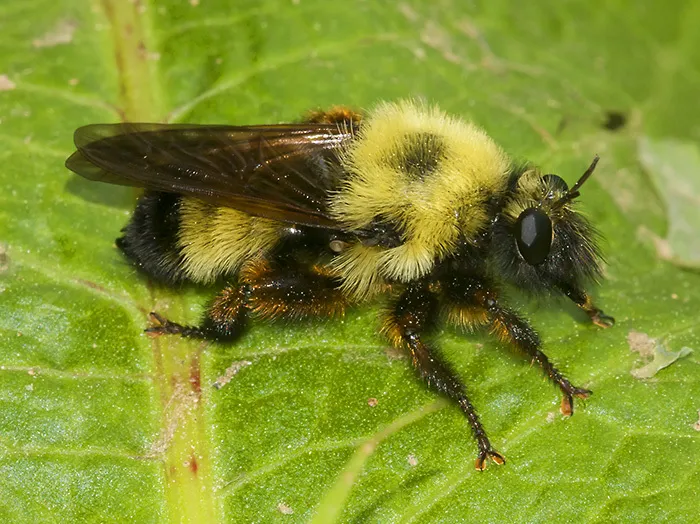 Robber Fly:L. thoracica - photo 2
