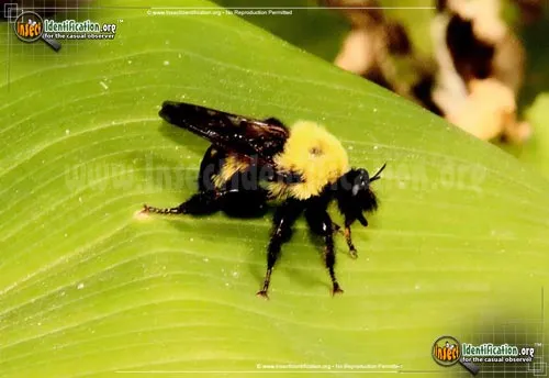 Robber Fly:L. thoracica - photo 4