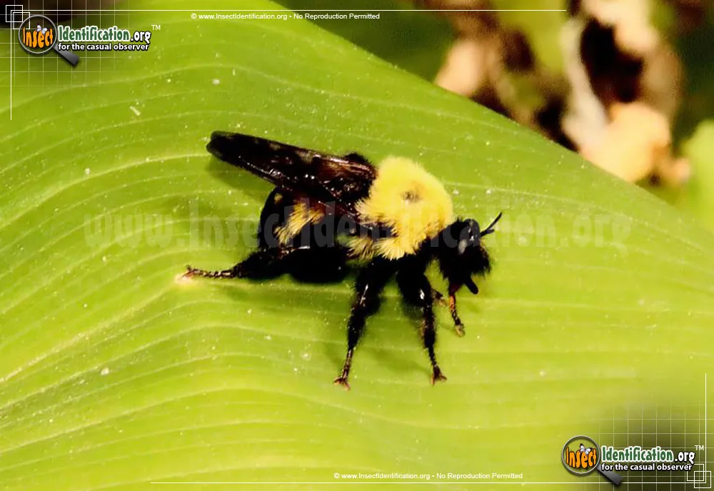 Robber Fly:L. thoracica - photo 6