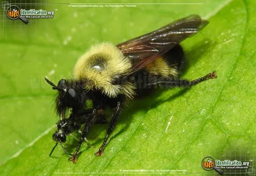 Robber Fly:L. thoracica - photo 7