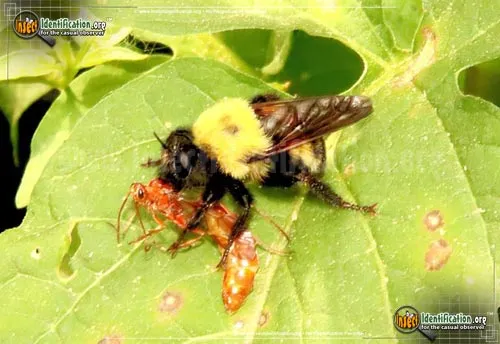 Robber Fly:L. thoracica - photo 8