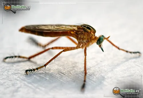 Robber Fly -Diogmites spp. - photo 2