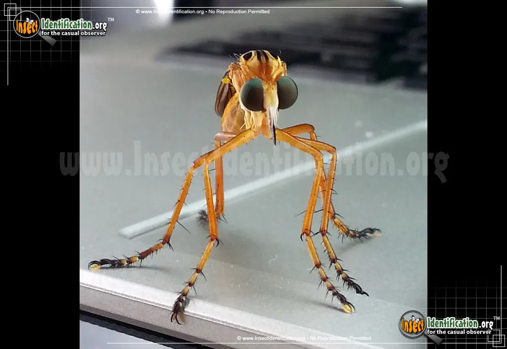 Robber Fly -Diogmites spp. - photo 3