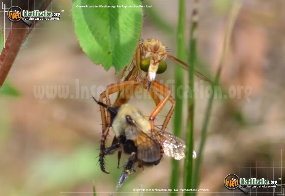 Robber Fly -Diogmites spp. - photo 5