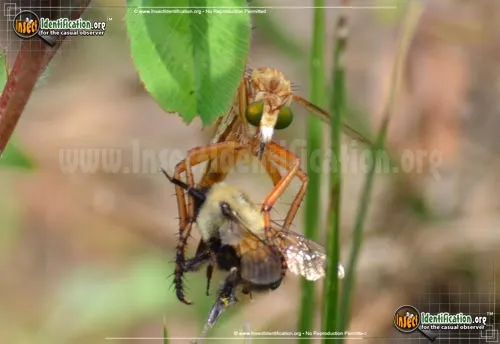 Robber Fly -Diogmites spp. - photo 6