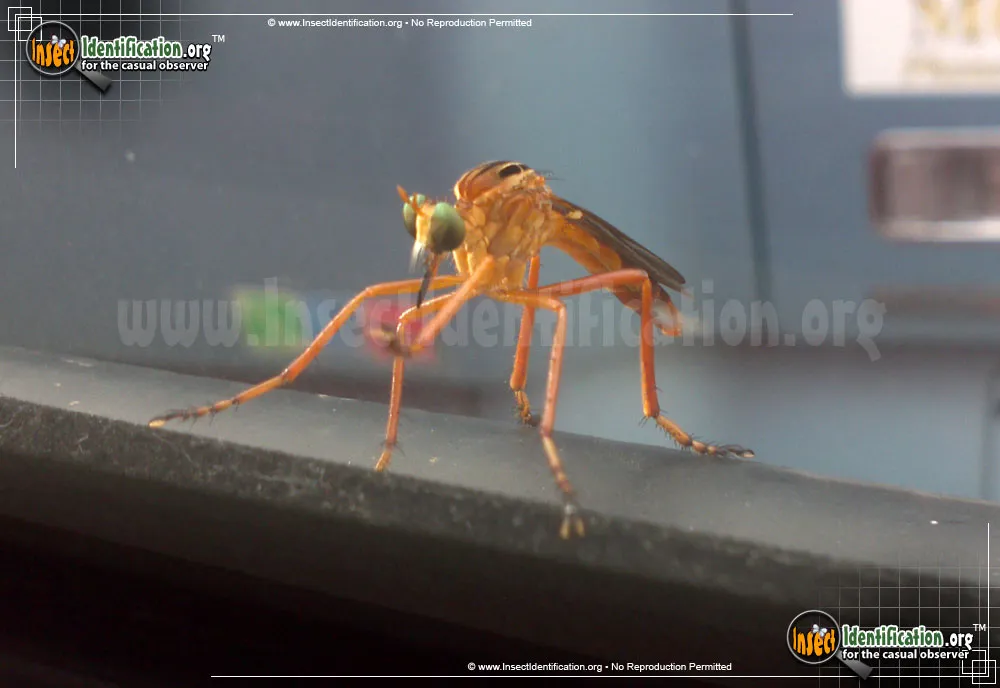 Robber Fly -Diogmites spp. - photo 7