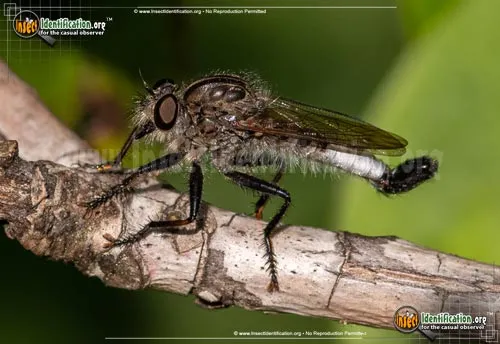 Robber Fly -Efferia spp. - photo 2