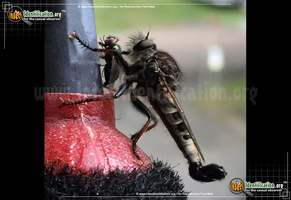 Robber Fly -Efferia spp. - photo 3