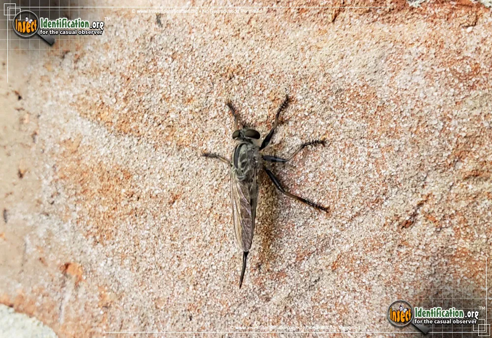 Robber Fly -Efferia spp. - photo 7