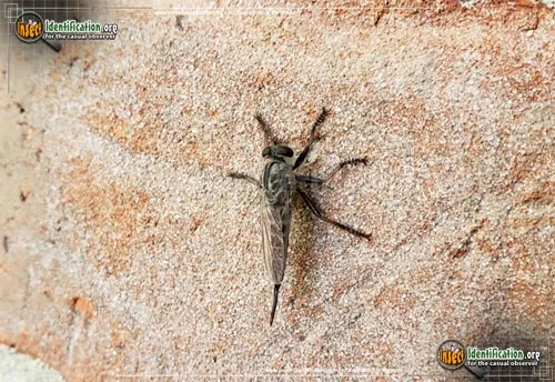 Robber Fly -Efferia spp. - photo 8