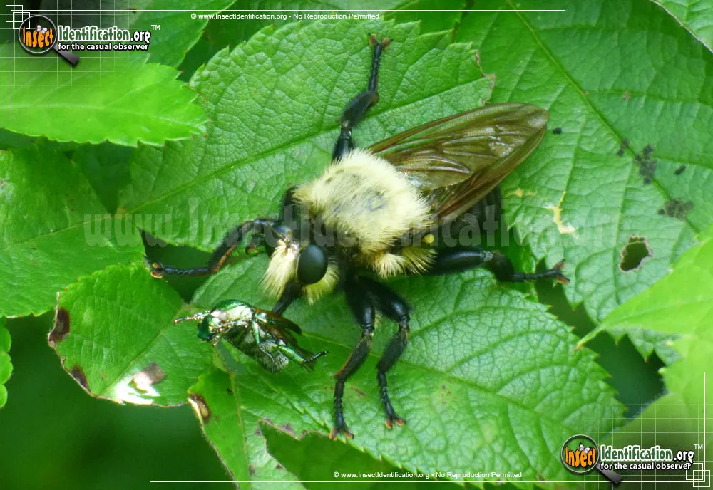 Robber Fly -L. astur