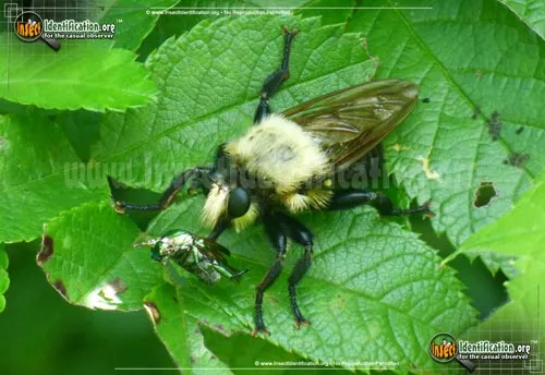 Robber Fly -L. astur - photo 2