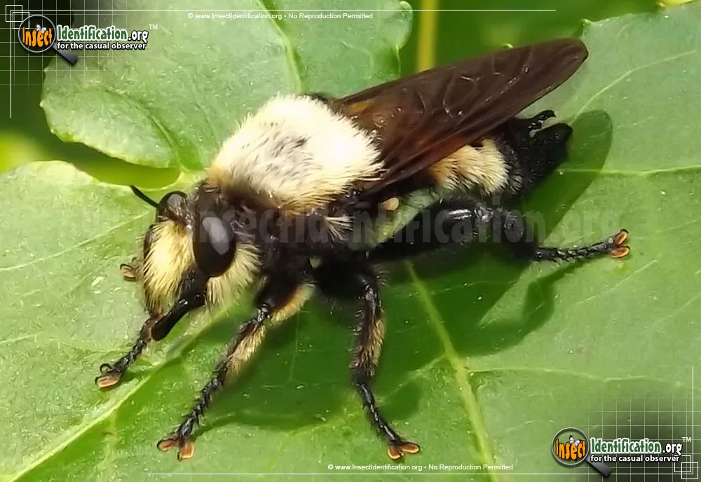 Robber Fly -L. grossa - Laphria grossa