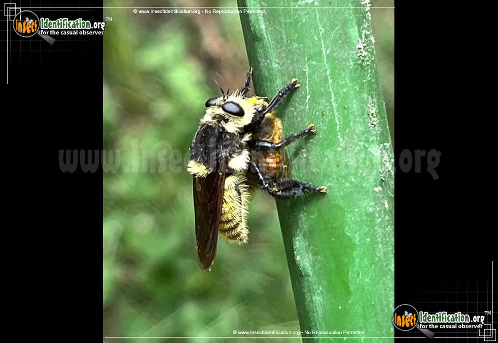 Robber Fly -L. grossa - photo 3
