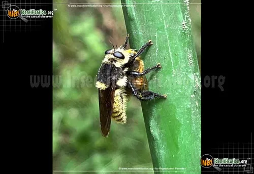 Robber Fly -L. grossa - photo 4