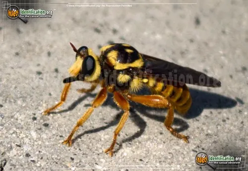 Robber Fly -L. saffrana - photo 2