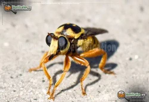 Robber Fly -L. saffrana - photo 4
