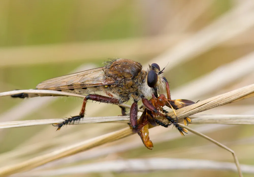 Robber Fly -P. hinei - photo 2